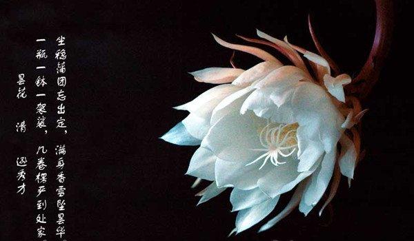 昙花，美艳不可方物