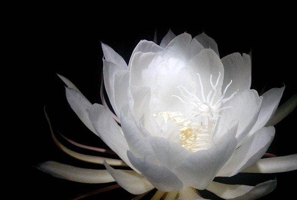 昙花图片