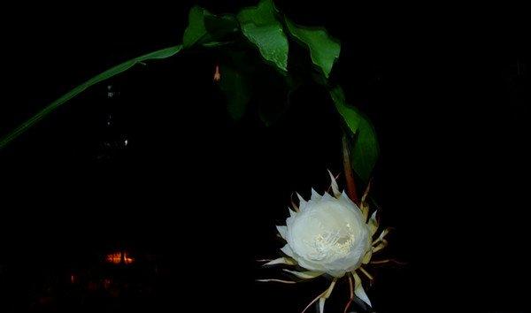 会君颜如雪——昙花
