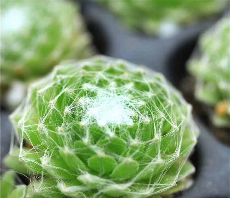 缠缠绵绵的蛛丝卷绢