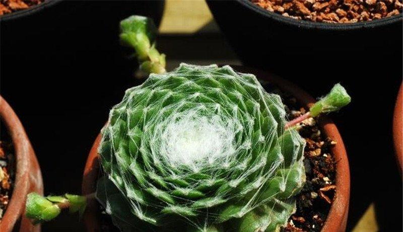 有宝宝的蛛丝卷绢