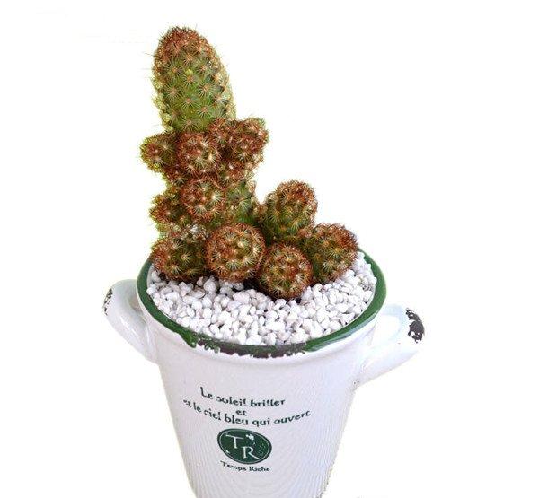 遥指南山不老松——金手指