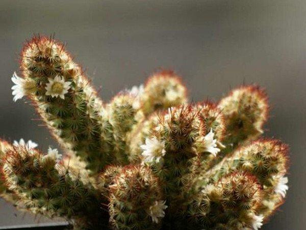 星点白花金手指