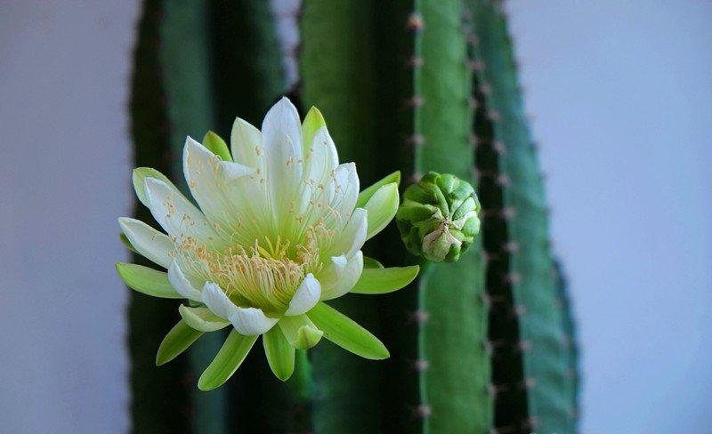 开花的量天尺