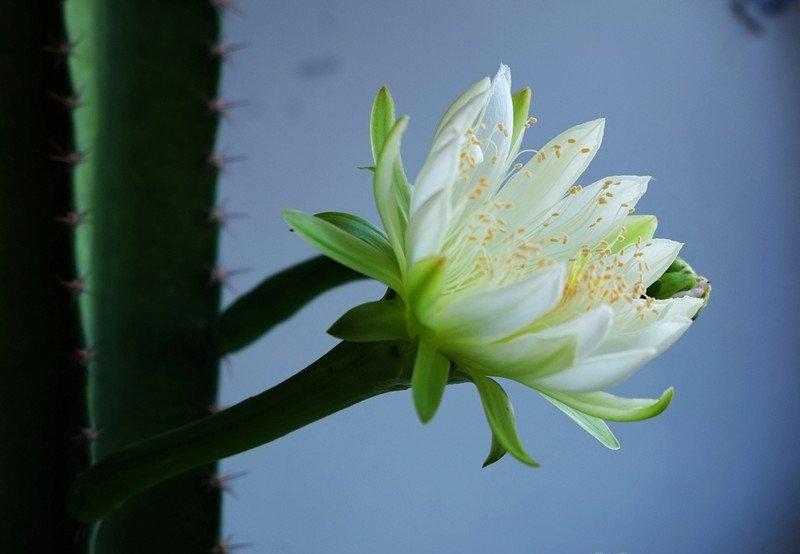 量天尺白花开放