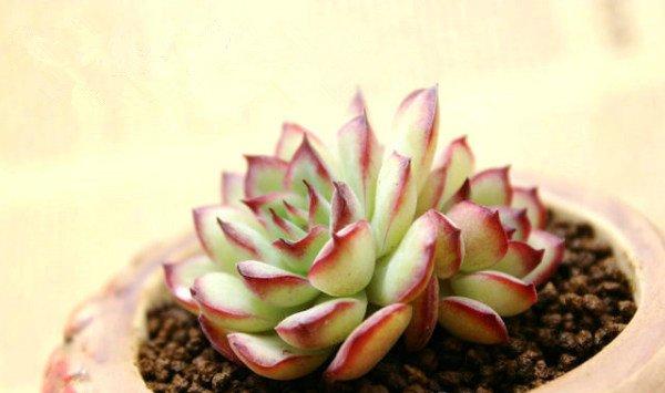 花月夜图片