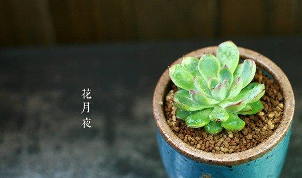 花月夜的美图