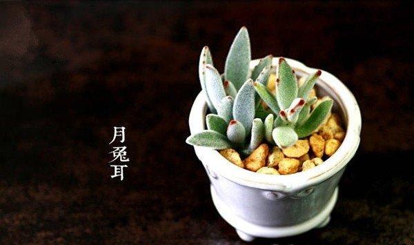 月兔耳美图