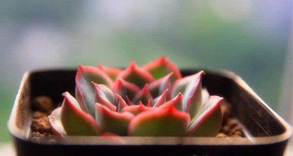 月光图片
