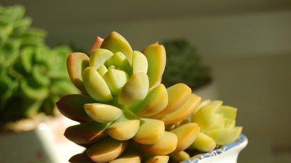 黄丽图片
