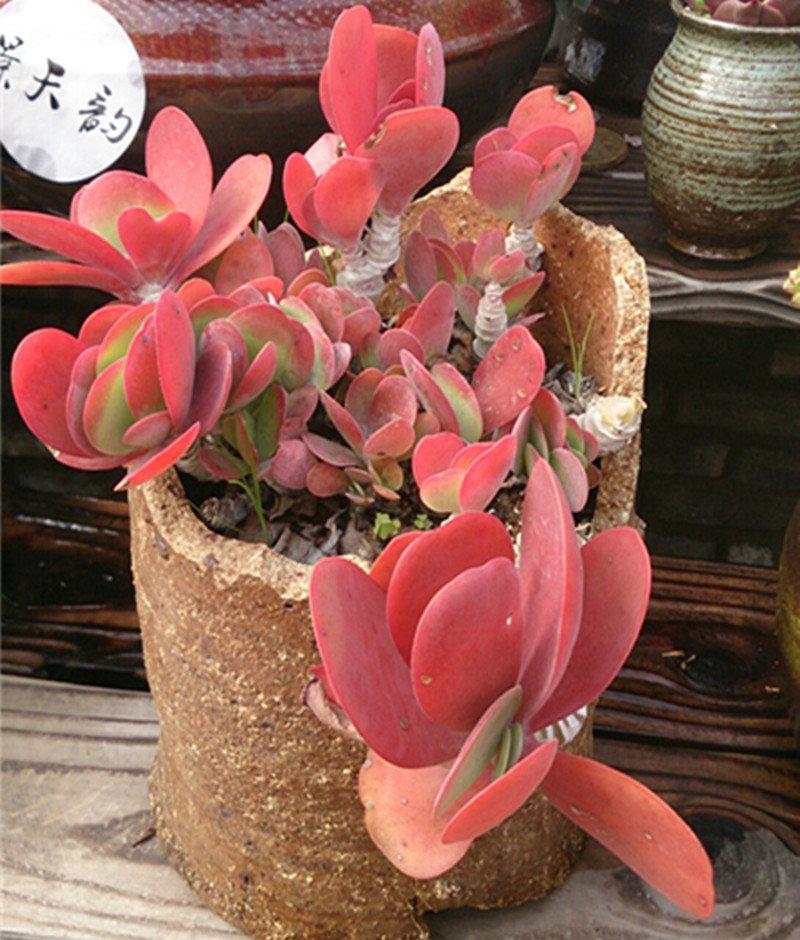 老桩唐印的花枝招展