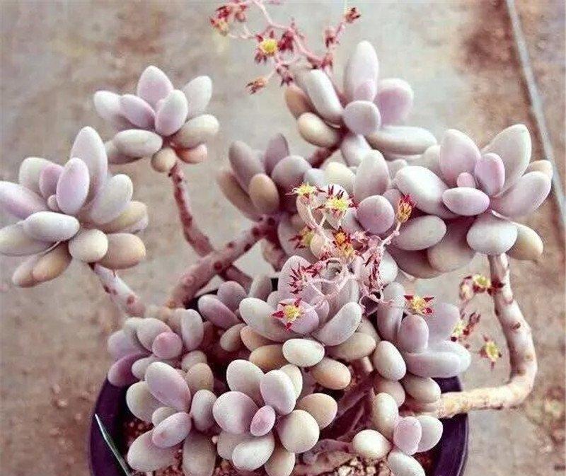 桃之卵老桩这是要开花？