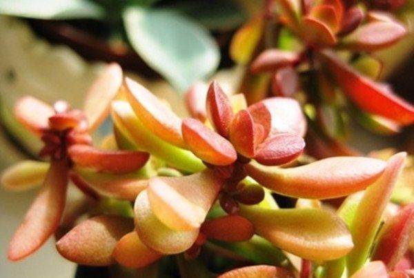 花月锦的图片
