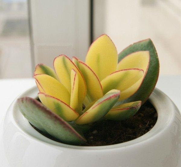 花月锦