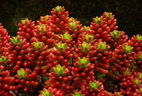 虹之玉老桩图片