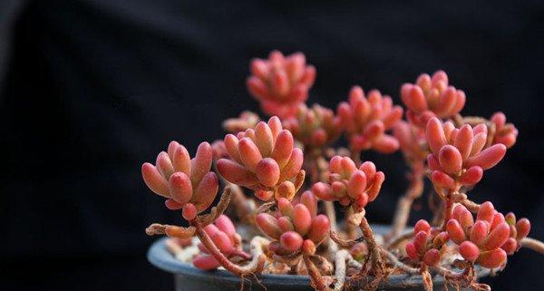 虹之玉老桩的图片