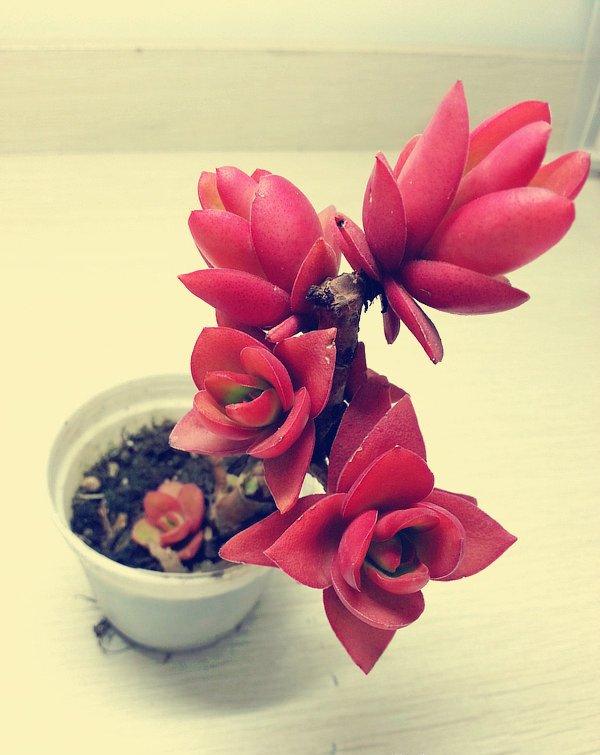 老桩火祭图片