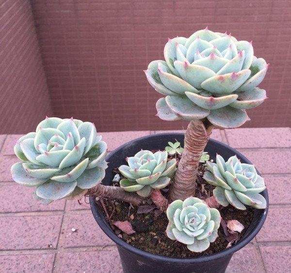 玉蝶老桩图片