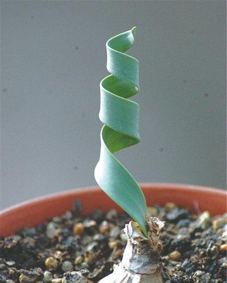 要迎风舞动的卷叶垂筒花