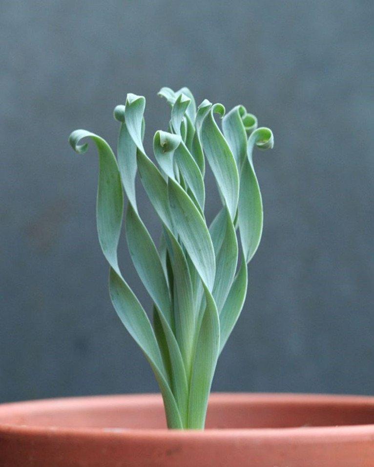 卷叶垂筒花的卷卷