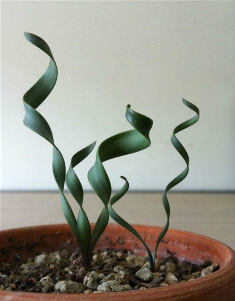 卷叶垂筒花的卷卷叶子