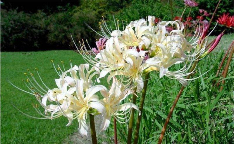 石蒜科的刺眼花