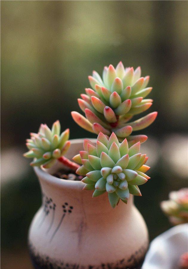 千佛手老桩