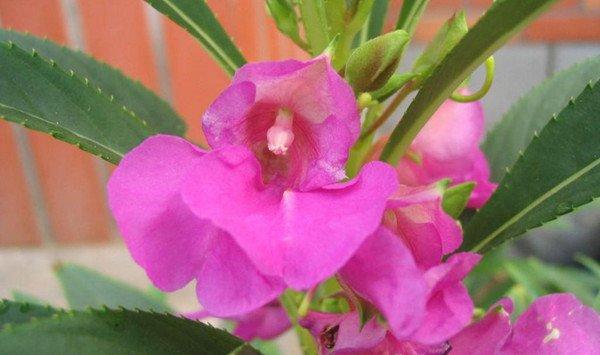 凤仙花不开花怎么办