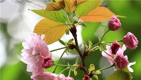 日本晚樱 日本晚樱
