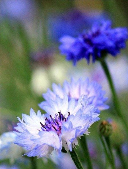 矢车菊开花欣赏 矢车菊开花欣赏
