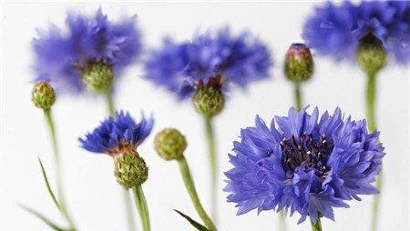 矢车菊开花 矢车菊开花