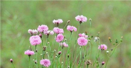 矢车菊开花欣赏 矢车菊开花欣赏