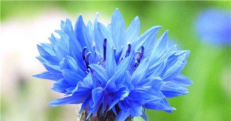 矢车菊的花期调控 矢车菊的花期调控