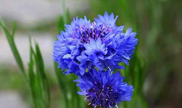 矢车菊什么时候开花 矢车菊什么时候开花