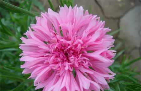 矢车菊开花欣赏 矢车菊开花欣赏