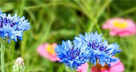 矢车菊什么时候开花 矢车菊什么时候开花