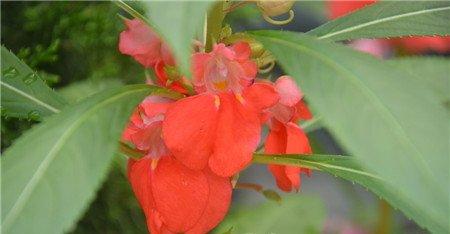 凤仙花开花欣赏