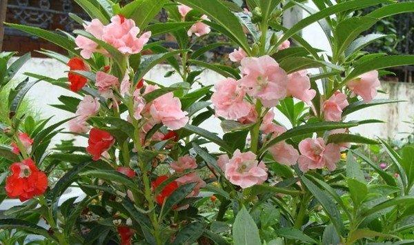 凤仙花什么时候开花