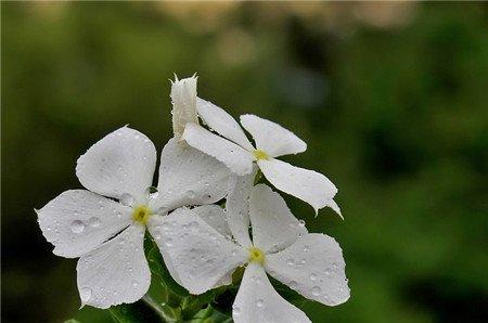 长春花开花欣赏 长春花开花欣赏