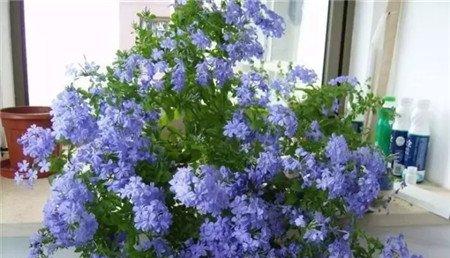 蓝雪花