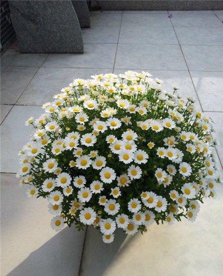 白晶菊开花机制 白晶菊开花机制