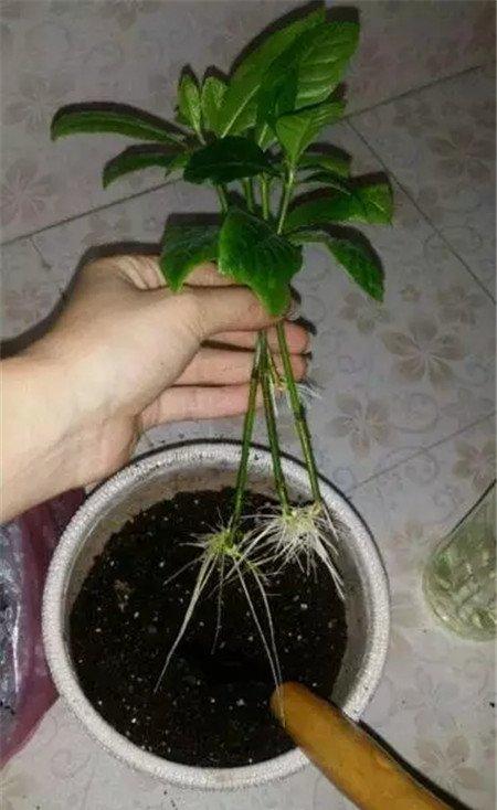 枝条消毒 枝条消毒