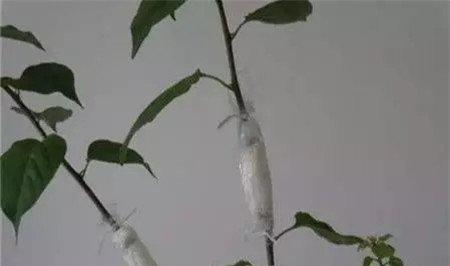 枝条 枝条
