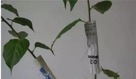 软化 软化