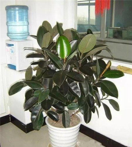 主枝打顶 主枝打顶