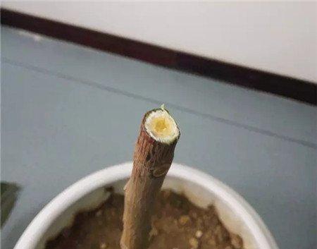 流出白色汁液 流出白色汁液