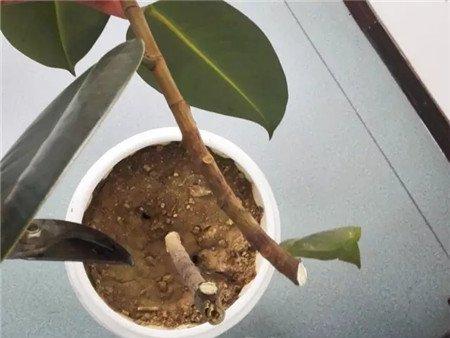 枝条短截 枝条短截