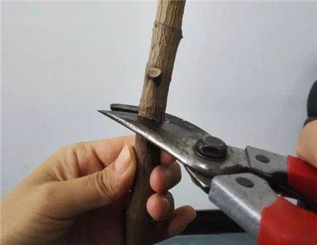橡皮树主干,拦腰剪断 橡皮树主干,拦腰剪断