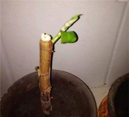 发芽 发芽