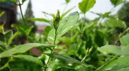打顶 打顶